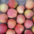 Supplying From Orchard Fresh Red Qinguan Apple